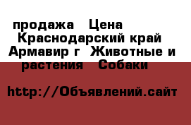 продажа › Цена ­ 1 500 - Краснодарский край, Армавир г. Животные и растения » Собаки   